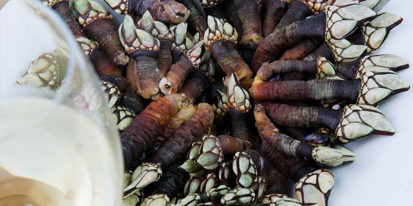 Percebes qué son y como se cocinan